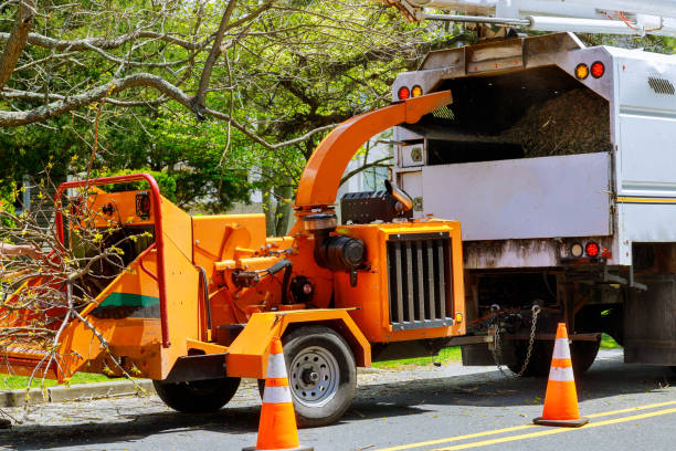 Best Root Management and Removal  in Austintown, OH